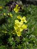 Draba bruniifolia