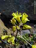 Draba paysonii