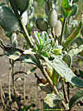 Fibigia lunarioides