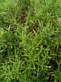 Iberis sempervirens