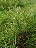 Iberis sempervirens