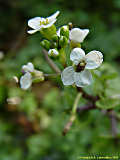 Nasturtium officinale