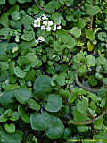 Nasturtium