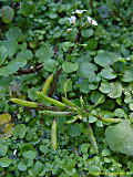 Nasturtium officinale