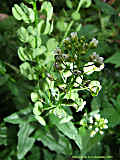 Thlaspi alliaceum