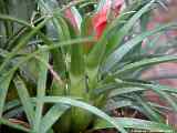 Aechmea recurvata