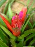 Aechmea recurvata