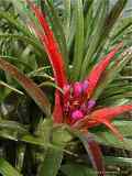 Aechmea recurvata