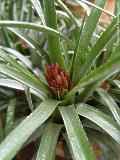 Aechmea recurvata