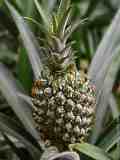 Ananas comosus