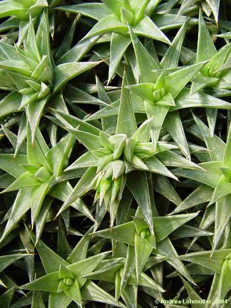 Abromeltiella lorentziana, Deuterocohnia lorentziana