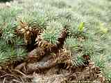 Abromeltiella brevifolia, Deuterocohnia brevifolia