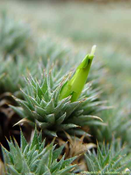 Abromeltiella brevifolia, Deuterocohnia brevifolia