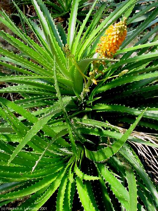 Dyckia frigida