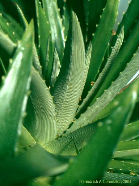 Dyckia altissima