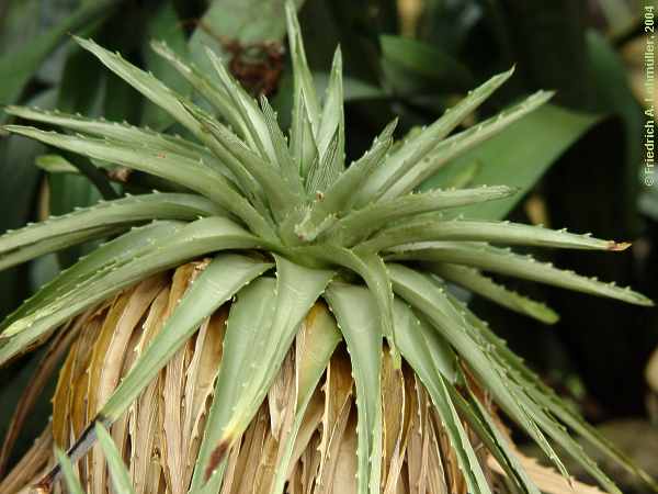 Dyckia altissima