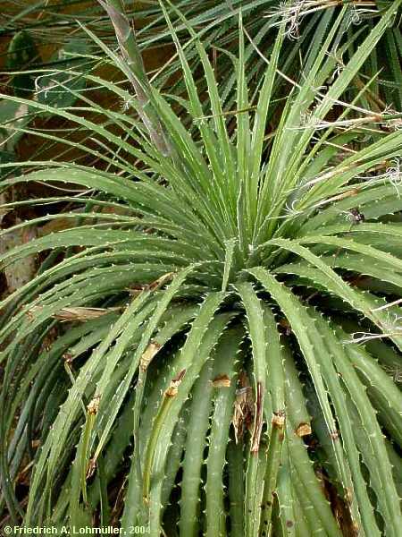 Hechtia texensis