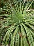 Hechtia texensis