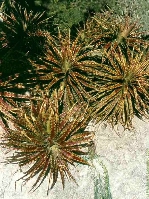 Hechtia species