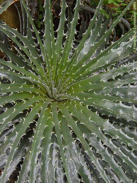 Hechtia texensis