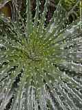 Hechtia texensis