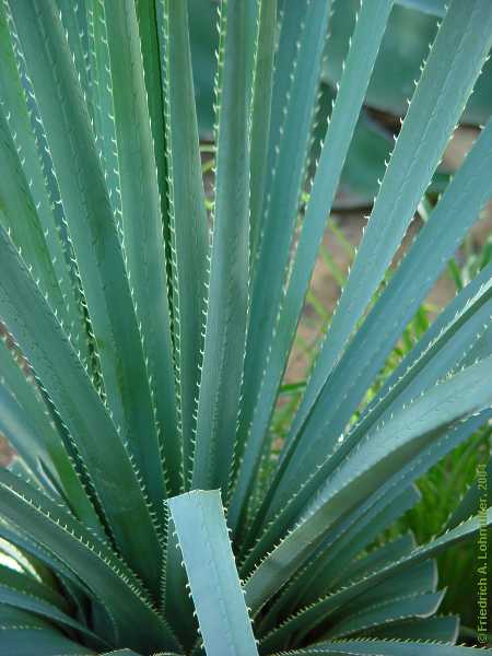 Puya mirabilis