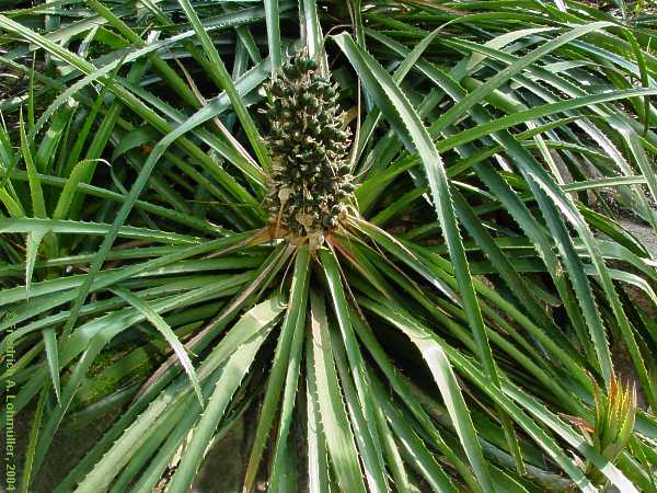 Puya chilensis