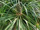 Puya chilensis