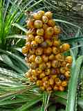 Puya chilensis