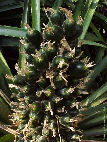 Puya chilensis