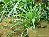 Tillandsia aeranthos