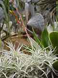 Tillandsia albida