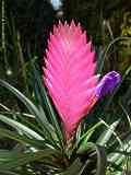 Tillandsia