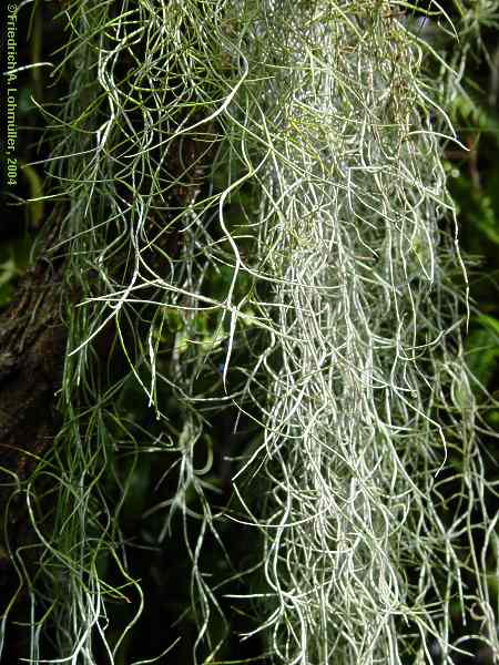 Tillandsia usneoides