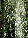 Tillandsia usneoides