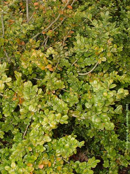 Buxus sempervirens