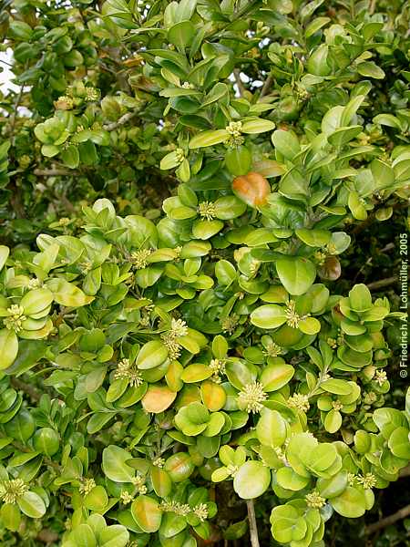 Buxus sempervirens