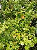 Buxus