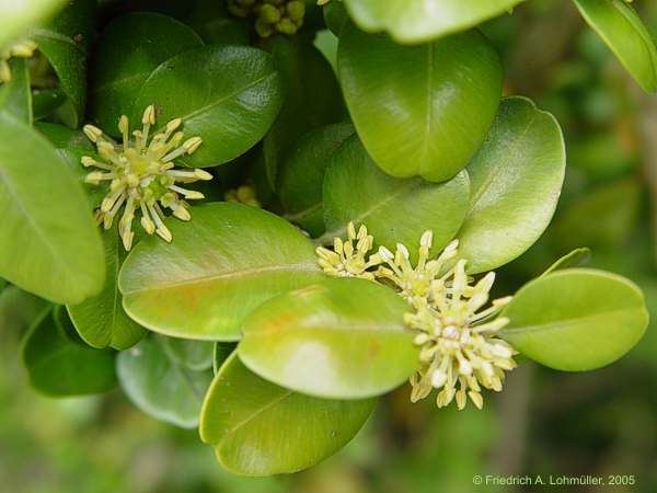 Buxus sempervirens