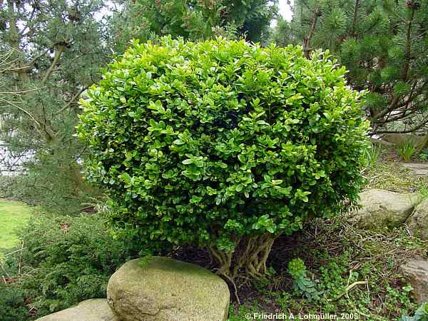 Buxus sempervirens