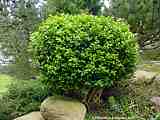 Buxus sempervirens