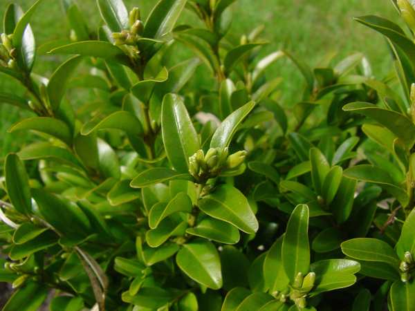 Buxus sempervirens