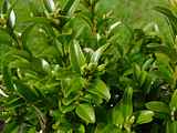 Buxus sempervirens