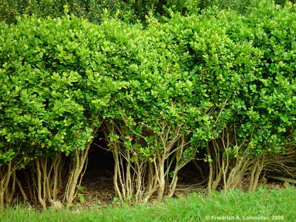 Buxus sempervirens