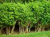 Buxus sempervirens