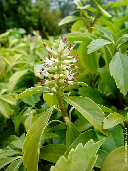 Pachysandra terminalis