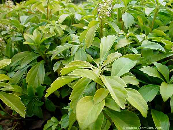 Pachysandra terminalis