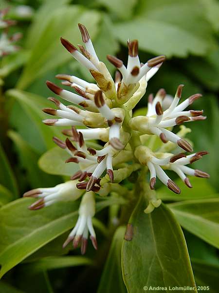 Pachysandra terminalis