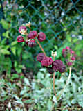 Calceolaria arachnoidea