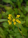 Calceolaria cavanillesii